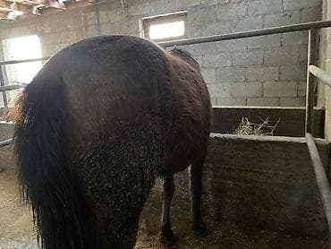 арпа урук сатылат: Сатам | Жылкы (эркек) | Союуга, Жумушка — 1