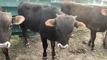 дакан чочо: Продаю | Бык (самец) | На откорм — 4