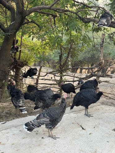 продажа щенков немецкой овчарки с документами в бишкеке: Продаю | Индюшка (самка) | На забой | Племенные — 3