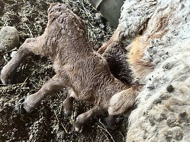 Ветеринар кызматы: Сатам | Козу | Көбөйтүү үчүн | Асыл тукумдуу — 3