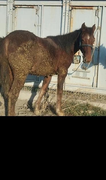 полукровка тай: Продаю | Кобыла (самка) | Для разведения — 1