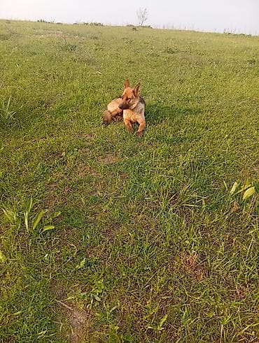 овчарка ит: Немецкая овчарка, 1 год, Самка, С прививкой — 4