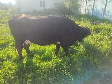 алла тоо: Сатам | Уй (ургаачы) | Алатоолук | Сүт алуу үчүн | Байланган — 3