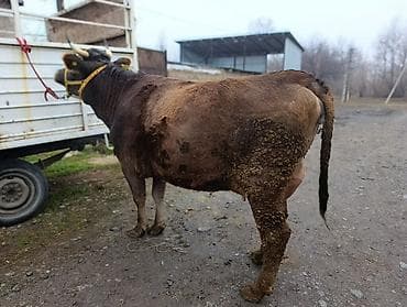 Продаю | Корова (самка) | Для молока | Привязанные
