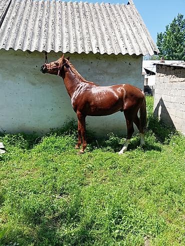 домашний животные: Продаю | Жеребец | Полукровка | Конный спорт — 1