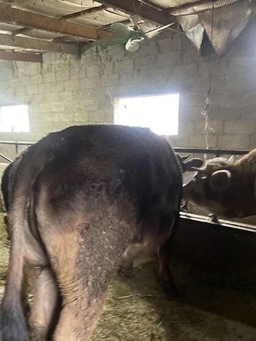 Птицы: Продаю | Тёлка | Швицкая | На откорм, На забой, Для разведения — 1