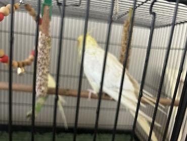 купить вольер для попугая: Продам 3 попугаев ( 2 Корелла и 1 волнистый) все на фото. В комплекте — 2