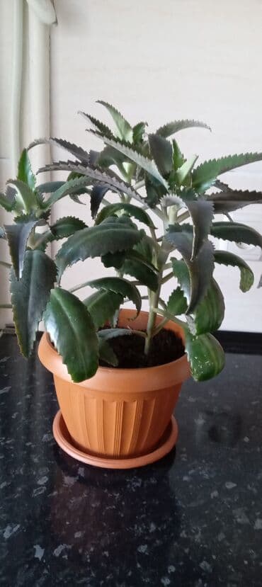 люцерна джеа в кыргызстане: Каланхоэ. Цена зависит от размера растения — 1