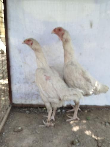 корова беловодский: Продаю | Куры — 1