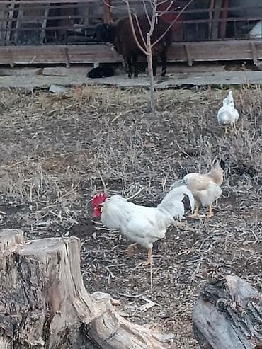 Продаю | Петух | Для разведения at lalafo.kg Продаю | Петух | Для разведения