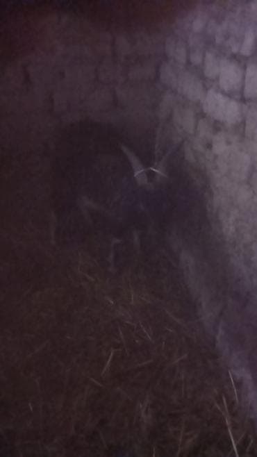 тай дай: Продаю | Козёл (самец) | Для разведения | Осеменитель — 1