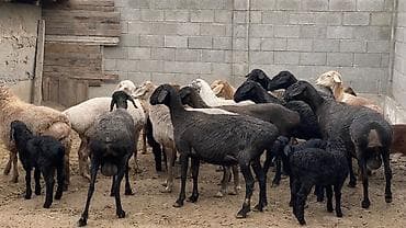 купить барана: Продаю | Овца (самка), Ягненок | На забой, Для разведения | Матка, Ягнившаяся — 9