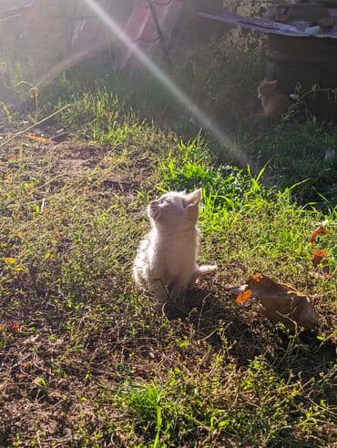 carters для мальчика: Котята, домашние, игривые. Описание: - Окрас: рыжий и кремово-белый — 3