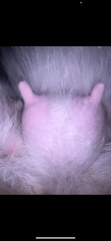 для барана: Продаю | Коза (самка) | Зааненская | Для молока — 4