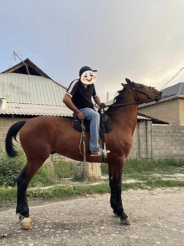 Башка жаныбарлар: Полукровка улакка сатылат, Бою:1.68 5 азый — 2