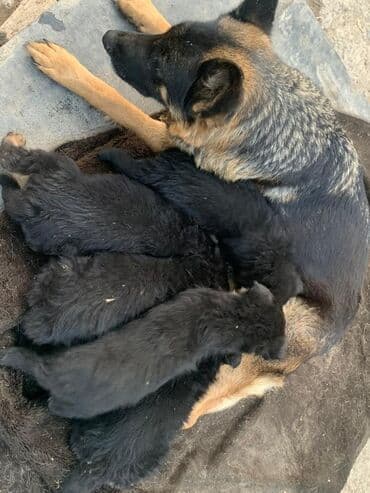 Вязка собак: Продаются щенки немецкой овчарки. Родились в 01.11.25 г. черпачного — 5