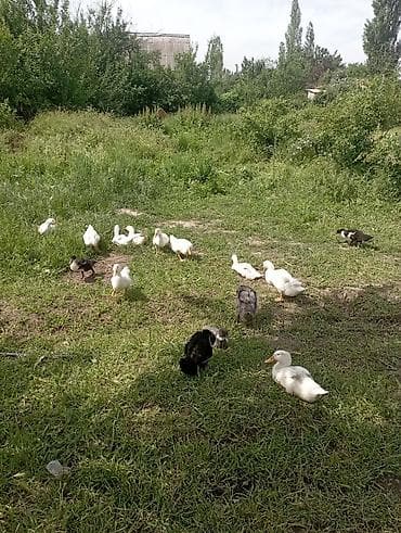 сколько стоят шпицы: Ордоктор сатылат эт багытында оптом 15 штук Сокулукта — 2