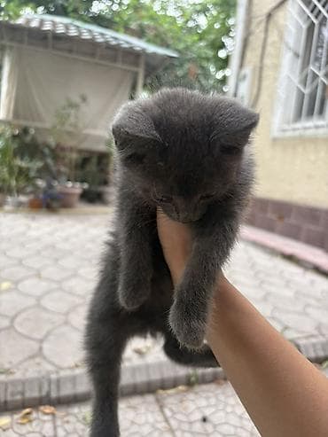Кошки: Котёнок серого окраса . Отдам в добрые руки - Пушистый — 2