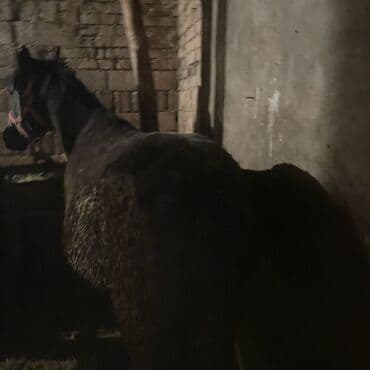 собака дом: Продаю | Кобыла (самка) | Рабочий — 5