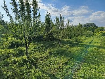 сдаю кафе в бишкеке: 100 соток, Для бизнеса, Договор купли-продажи — 2