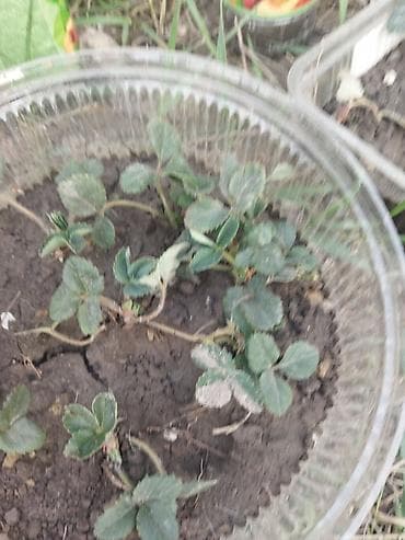 клубника арт: Продаю рассаду долгоиграющей клубники. 1шт - 3 сом. Без земли, не в — 2