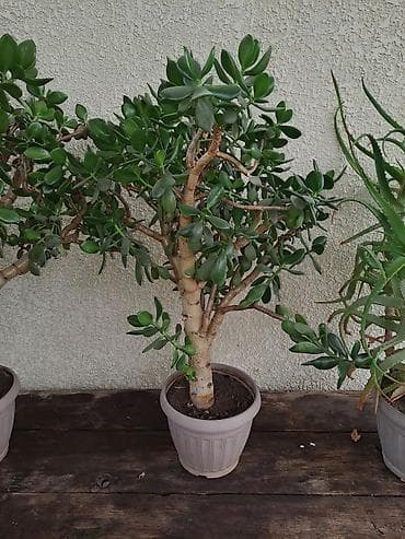 малина ягода: Толстянка (Crassula ovata, «денежное дерево») в пластиковом горшке. - — 1