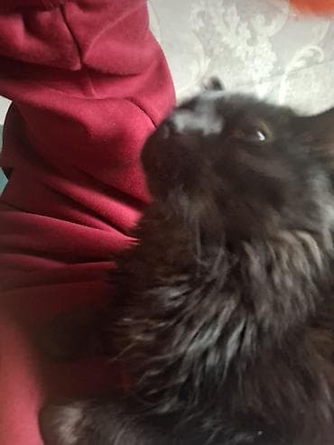 где взять котенка: 4 месяца, Девочка, Приучена к лотку — 3