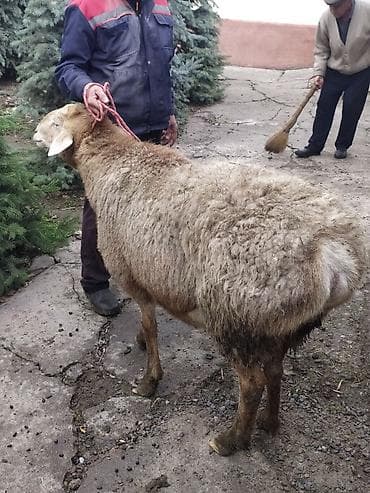 жаны асый: Сатам | Ургаачы кой (ургаачы) | Көбөйтүү үчүн — 1