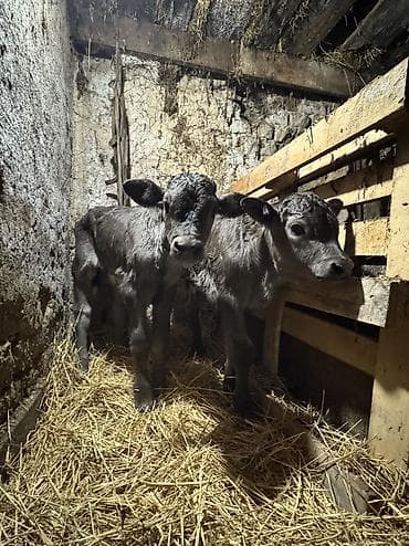 ангус музоолор: Продаю | Бык (самец) | Полукровка | На откорм | Племенные — 3