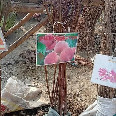 продам яблоки: Саженцы плодовых культур — ассортимент сортов Предлагаются саженцы — 10