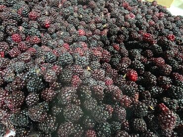 цены на труба квадрат в бишкеке: Ежевика В розницу — 5