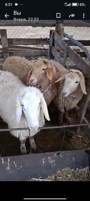 Продаю | Овца (самка) | Полукровка | Для разведения | Матка