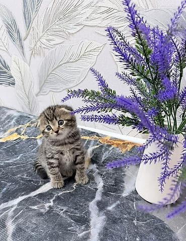 Продажа кошек: Скотиш Фолд (Шотландская вислоухая), 2 месяца, Девочка, Приучена к лотку — 7