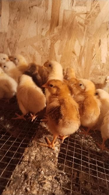 вольер для кур: Продаю | Цыплята | Для разведения — 2