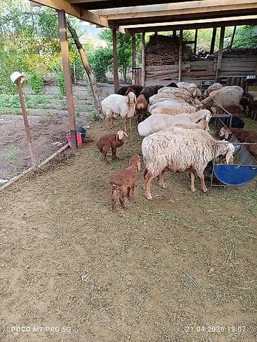 живой вес: Продаю | Овца (самка) | Арашан | Для разведения | Матка — 3