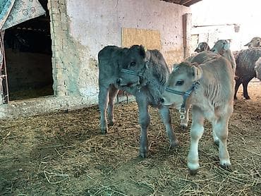 милые собаки: Продаю | Музоо, торпок | На откорм | Племенные — 9