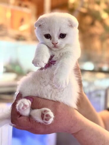 британская короткошерстная кошка вислоухая: Очаровательные котята шотландской Скотиш и Фолд короткошерстной породы — 1