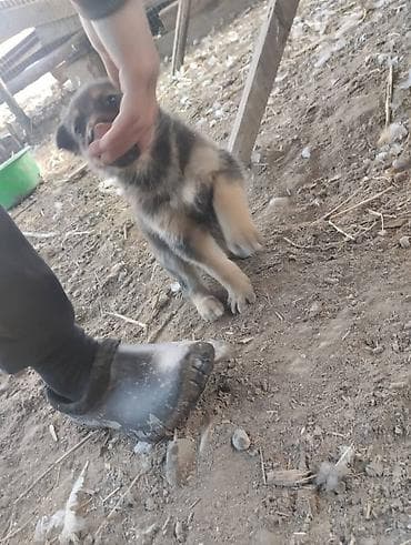 Кошки: Немецкая овчарка, 2 месяца, Самец, С родословной — 8