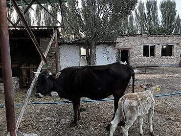 собака жалал абад: Сатам | Уй (ургаачы) | Көбөйтүү үчүн | Байланган — 6
