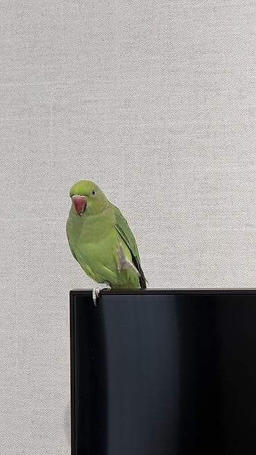 Зелёный попугай (ожереловый/кольчатый тип) — ручной компаньон для дома