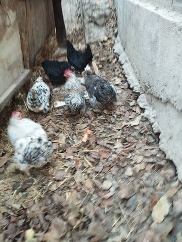 в связи с переездом отдам попугая жако в добрые руки: Продаю | Куры | Кохинхин | Для разведения — 8