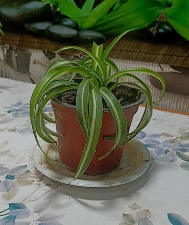 сколько стоят гипсофилы: Есть в продаже : фиалки темно фиолетовые махровые, хлорофитум — 1