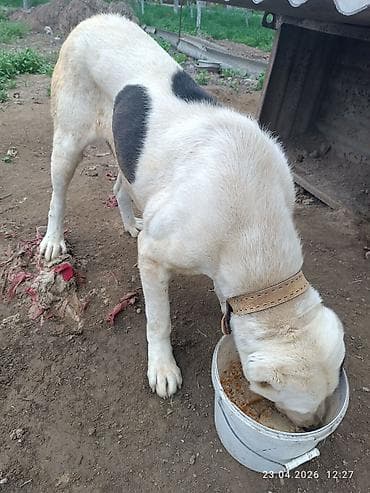 кубинский питбуль цена: Собака крупной породы алабай . Окрас белый с крупными черными пятнами — 5