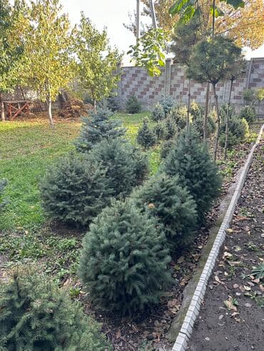 тяньшанская ель: Тянь - Шаньская ель 
Каждая ель по 3000 сом — 2