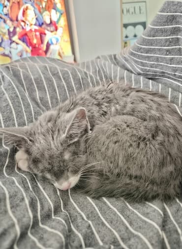 русская короткошерстная кошка: Кошка даром: Беспородная, 3 месяца, Девочка, Приучена к лотку — 1