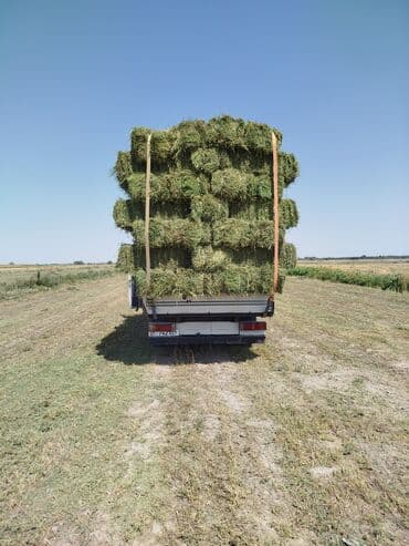 корм для домашних животных: 2 укос клевер 450 сом
1чоп укос 400сом
саман Арпа 220 сом — 3