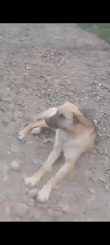 той пудель собака: Щенки от домашних собак (смесь дворняжек/метисов) Описание: - Помёт — 1