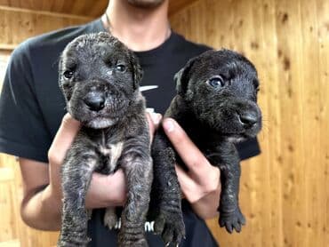 бульдоги: Щенки Канарского Дога (Presa Canario) С документами, прививками 8 — 8