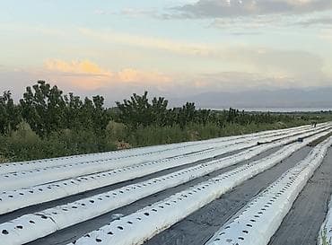 ресторан work: Клубника тиккенге адамдар керек, 5 сотка жер, местоположения с. Тору — 1