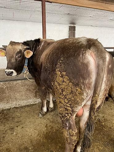 Мышыктар: Сатам | Бука (эркек) | Швиц | Бордоп семиртүү үчүн — 3